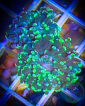 Blotchy Neon Branching Hammer Coral