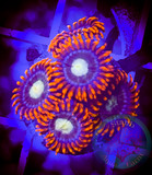 Bam Bam yellow center Zoanthid coral frag 3+Polyps