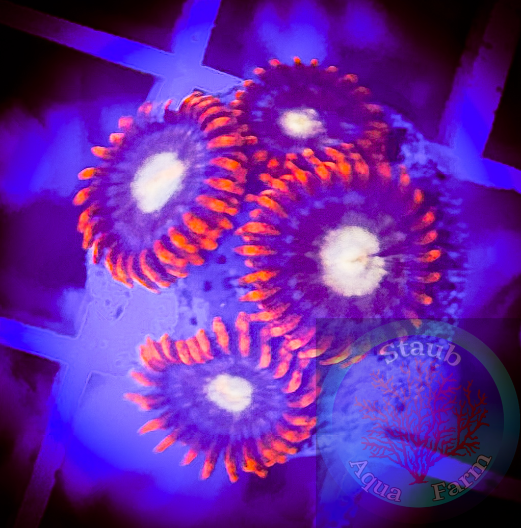 Bam Bam yellow center Zoanthid coral frag 3+Polyps – Staub Aqua Farm LLC