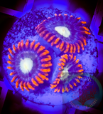 Bam Bam yellow center Zoanthid coral frag 3+Polyps