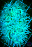“WYSIWYG” Metallic Green Elegance Coral