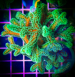 Green Birdsnest Coral Frag