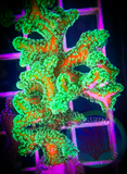 Green Birdsnest Coral Frag