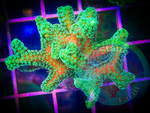 Green Birdsnest Coral Frag