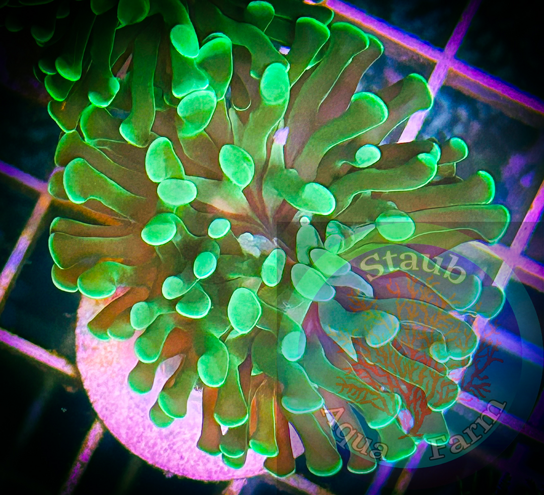 LPS – Staub Aqua Farm LLC