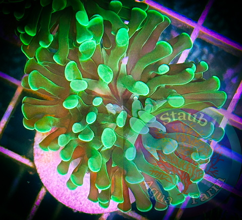 Branching Green Hammer Coral Frag (per head)