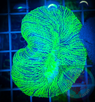 “WYSIWYG” Neon Green Trachyphyllia Coral, Trachy