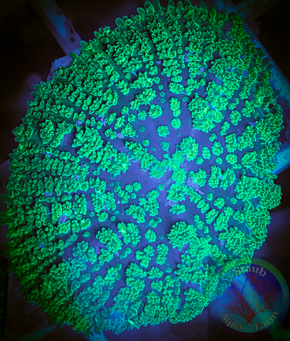 Aussie Neon Green Rhodactis Mushroom Coral