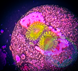 Impastas zoanthid polyp