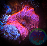 Stripper Lips Mushroom Coral