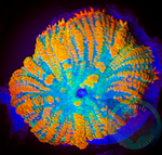 Tequila sunrise Rhodactis Mushroom Coral