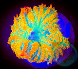 Tequila sunrise Rhodactis Mushroom Coral