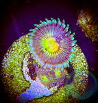 ButtMuncher Zoanthid polyp