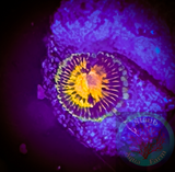 ButtMuncher Zoanthid polyp