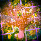 Kenya Tree Coral