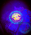 ButtMuncher Zoanthid polyp