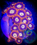 Bam Bam yellow center Zoanthid coral frag 3+Polyps