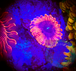 Sunset Eclipse Zoanthid Coral Polyp