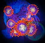 Bam Bam blue center Zoanthid coral frag 4+ Polyps