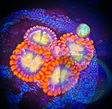 Bam Bam blue center Zoanthid coral frag 4+ Polyps