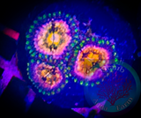 Nirvana Palythoa Coral Frag