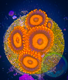Orange Oxide Zoanthid Polyp