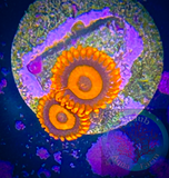 Orange Oxide Zoanthid Polyp