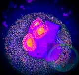 Playboy Bunny Palythoa