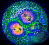 Nirvana Palythoa Coral Frag