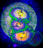 Nirvana Palythoa Coral Frag