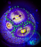 Nirvana Palythoa Coral Frag