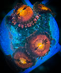 Sunset Blast Zoanthid Coral Polyp