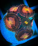 Sunset Blast Zoanthid Coral Polyp