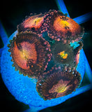 Sunset Blast Zoanthid Coral Polyp