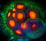 Bright Red Zoanthid Coral Polyp