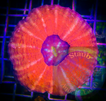 Bright Red Scolymia Coral “WYSIWYG”