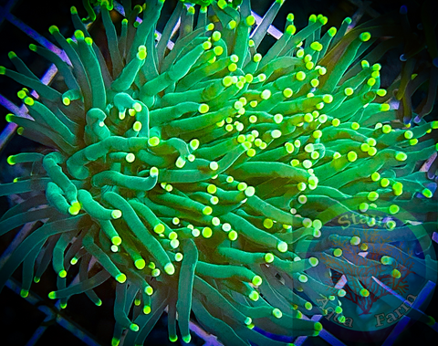 Neon Tipped Torch Coral (per head)