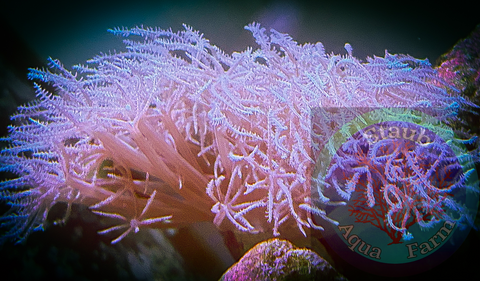 ‘’WYSIWYG” Large Anthelia Coral