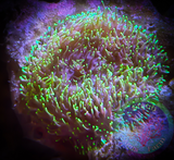 Hairy Green Mushroom Coral (Large)