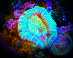 Neon Green Trachyphyllia Coral, Trachy