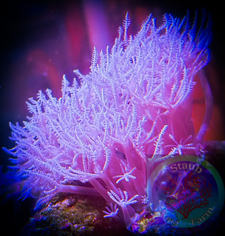 ‘’WYSIWYG” Large Anthelia Coral