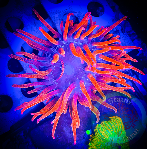 Black Widdow Bubble Tip Anemone