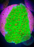 Chili Pepper Montipora Coral