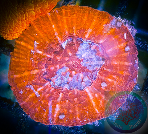 Bright Red and Blue Scolymia Coral “WYSIWYG”