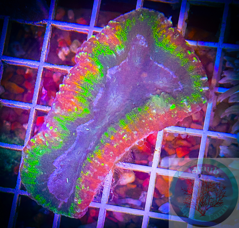 “WYSIWYG” Rainbow Lobophyllia Coral
