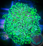 Neon Green Branching Frogspawn Coral