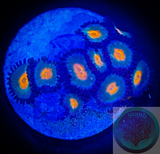 Gorilla Nipples Zoanthid Polyps
