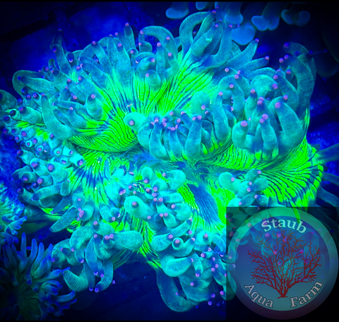 Metallic Green Elegance Coral