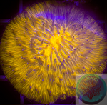 “WYSWYG”Orange Fungia Plate Coral