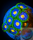 5+ Blue Daisy Zoanthid polyps